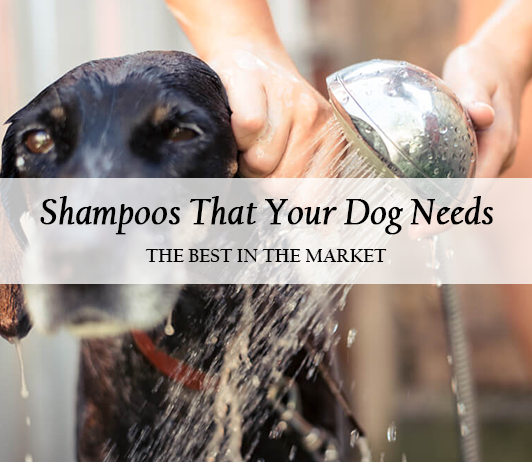 shampoo dog