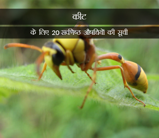 8 Medicines for Insect Bites in Hindi कीट के काटने के लिए 20 सर्वश्रेष्ठ औषधियों की सूची - संरचना, खुराक, लोकप्रियता (2019)