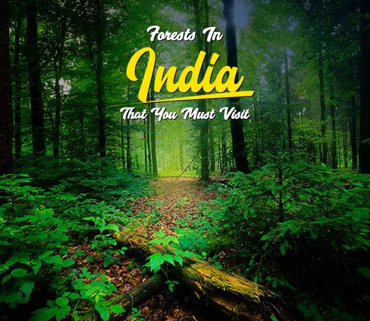 Forests in India Forests In India: List Of 10 Most Popular Forests In India