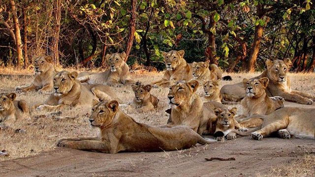 Gir-National-Park