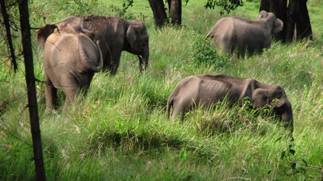 Nilgiri-Biosphere-Reserve