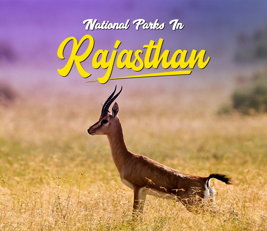 Rajasthan National Parks In Rajasthan: Top 16 National Parks & Wildlife Sanctuaries In Rajasthan
